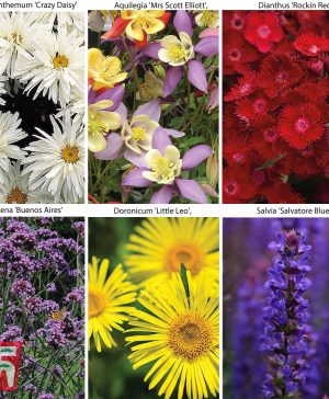 Garden Best Value Perennial Collection Thompson & Morgan