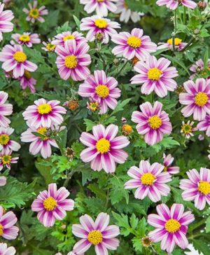 Bidens Pink Princess