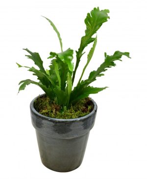 Garden Bird's Nest Fern Flowers & Plants Co.