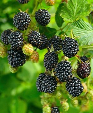 Blackberry Coolaris Early