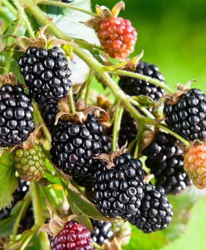 Blackberry Ouachita 9cm