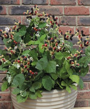 Blackberry Patio Black