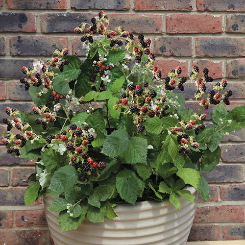 Blackberry Patio Black