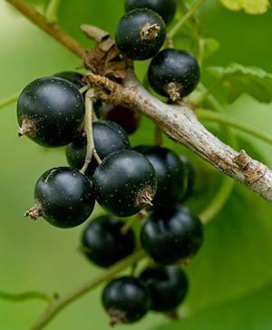 Blackcurrant Ben Lomond
