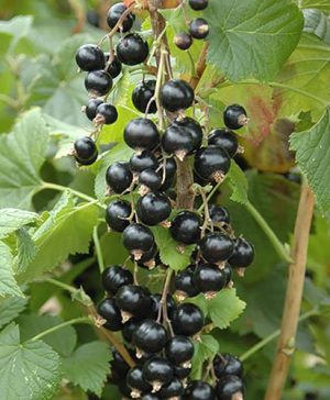 Blackcurrant Ben Lomond 3L pot