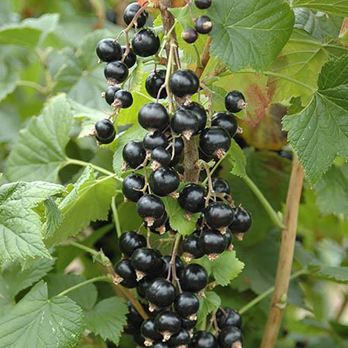 Blackcurrant Ben Lomond 3L pot