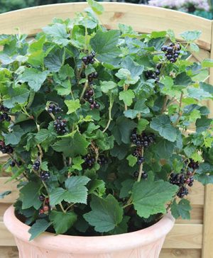 Blackcurrant Patio Black 9cm