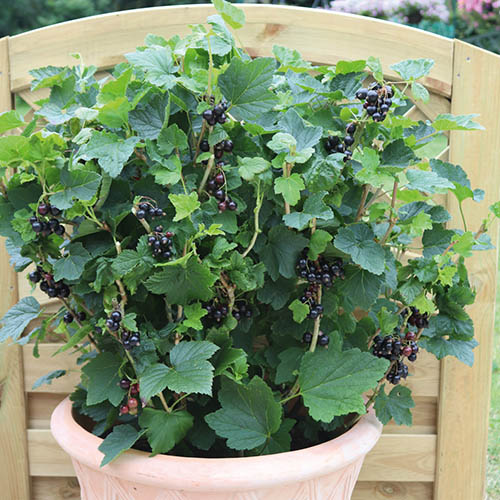 Blackcurrant Patio Black 9cm