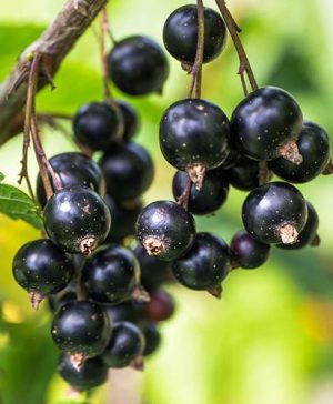 Blackcurrant Summer Pearls Black