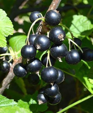 Blackcurrant Titania 1m Standard