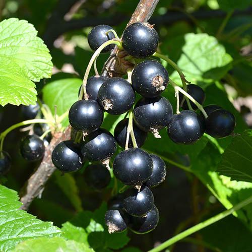 Blackcurrant Titania 1m Standard