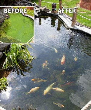 Blooming Fast Pond Clear Pro 2 Step - Large Pack