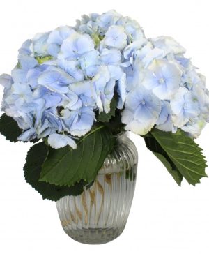 Garden Blue Sky Flowers & Plants Co.