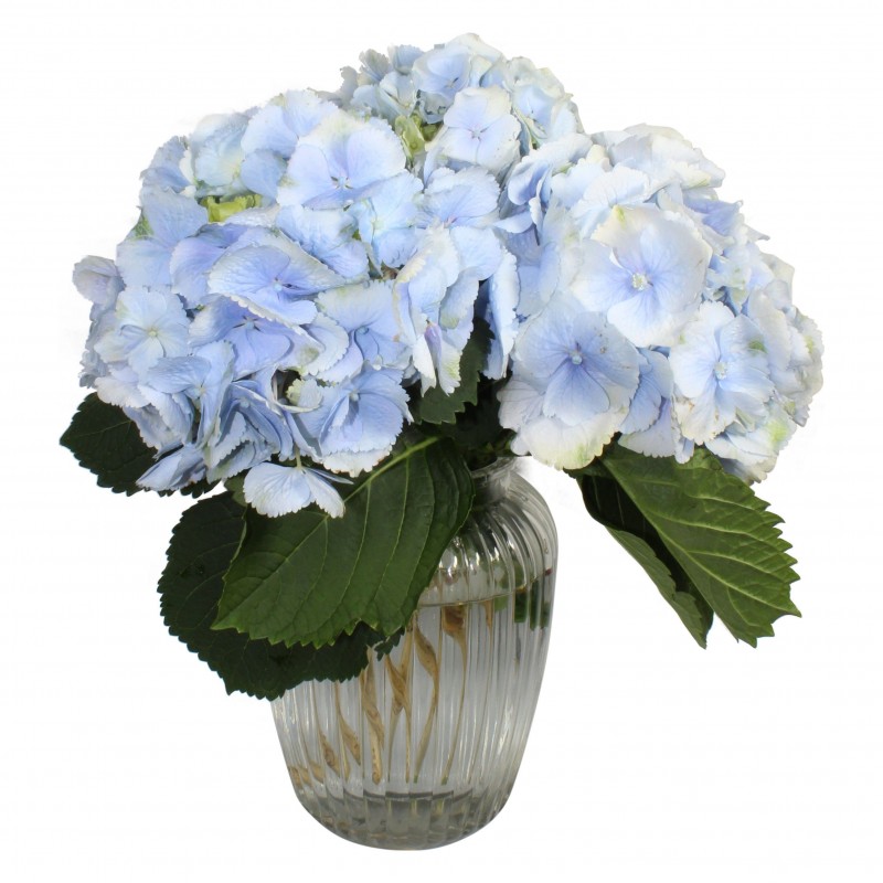 Garden Blue Sky Flowers & Plants Co.