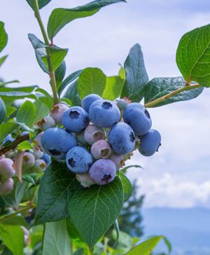 Blueberry Assorted 9cm