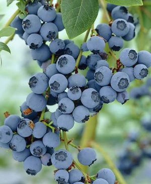 Blueberry Bluegold
