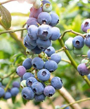Blueberry Collection Set of 3 Blue Sapphire Jumbo Plugs