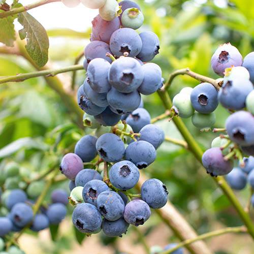 Blueberry Collection Set of 3 Blue Sapphire Jumbo Plugs