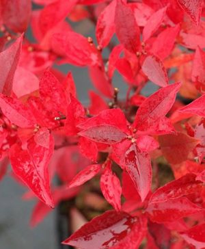 Blueberry Little Blue Wonder