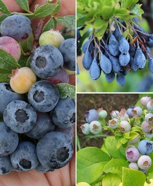 Blueberry Superfruit Collection