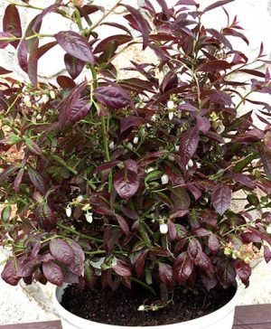 Blueberry Vaccinium corymbosum Cabernet Splash