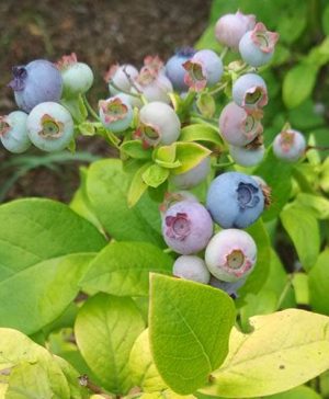 Blueberry Yellowberry Blue