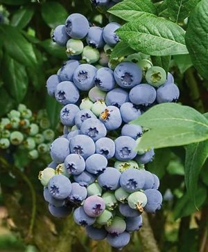 Blueberry vaccinium (early season)