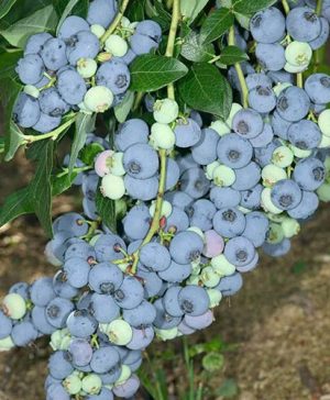 Blueberry vaccinium (mid season)