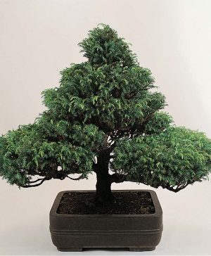 Garden Bonsai Trees (Mixed) Thompson & Morgan
