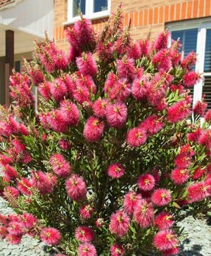 Bottlebrush Plant Callistemon citrinus