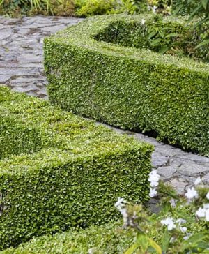 Box hedging plant - Buxus sempervirens