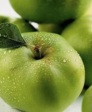 Bramley Apple Tree in 5L pot