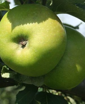 Bramley Apple tree