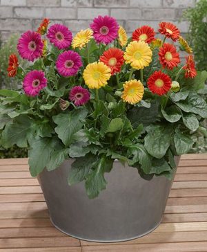 Bright & Bold Gerbera Garvinea & Planter Collection