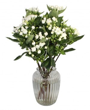 Garden Brilliant Bouvardia Flowers & Plants Co.