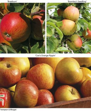 Garden Britains Favourite Apple Tree Collection Thompson & Morgan