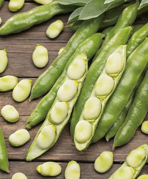 Broad Bean Sutton
