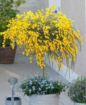 Broom Cytisus Golden Tears Standard