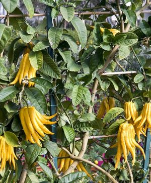 Buddha Hand Citrus 6L