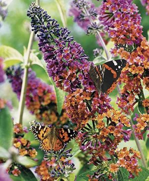 Buddleia Flower Power