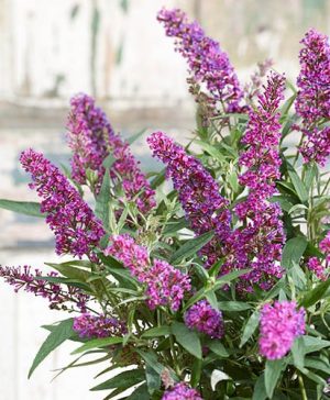 Buddleia dav. Butterfly Tower