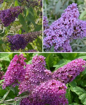 Buddleia davidii Buzz Butterfly Bush