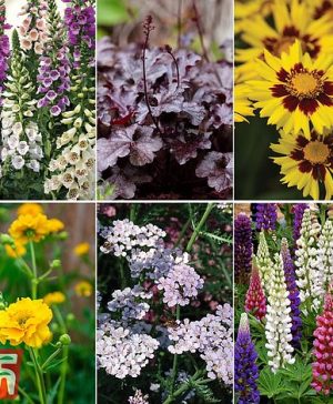 Garden Bumper Potted Perennial Collection Thompson & Morgan