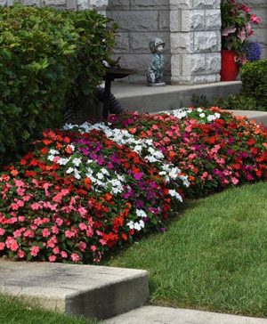 Busy Lizzie Beacon Mix