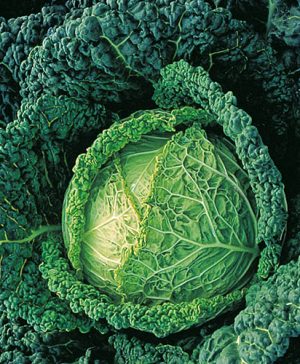 Cabbage (Savoy) Farmosa