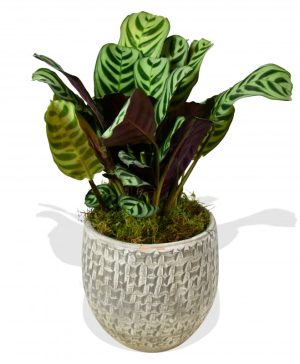 Garden Calathea 'Freddie' Flowers & Plants Co.