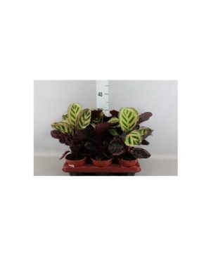 Garden Calathea Medallion Flowers & Plants Co.