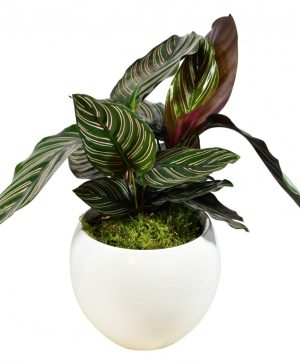 Garden Calathea Sanderiana Flowers & Plants Co.