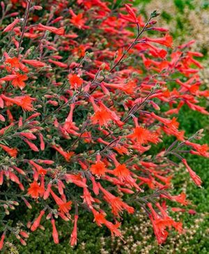 Californian Fuchsia Zauschneria californica Glasnevin