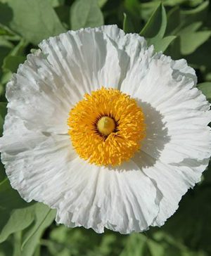 Californian Poppy Tree Romneya coulteri